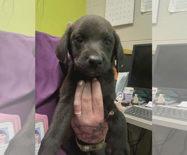 Medium Photo #4 Labrador Retriever-Unknown Mix Puppy For Sale in SHERBURNE, NY, USA