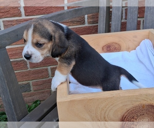 Medium Photo #14 Beagle Puppy For Sale in BLAIRSVILLE, GA, USA