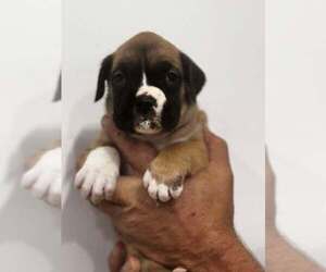 Boxer Puppy for sale in LAURENS, SC, USA