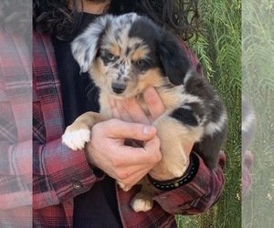 Miniature Australian Shepherd Puppy for Sale in MENIFEE, California USA