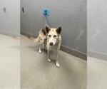 Small Siberian Husky Mix