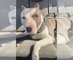 Small #12 American Pit Bull Terrier Mix