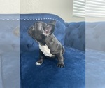 Small Photo #12 French Bulldog Puppy For Sale in OAKLAND, CA, USA