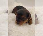 Small Photo #7 YorkiePoo Puppy For Sale in ROCK HILL, SC, USA