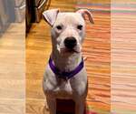 Small #4 American Pit Bull Terrier Mix