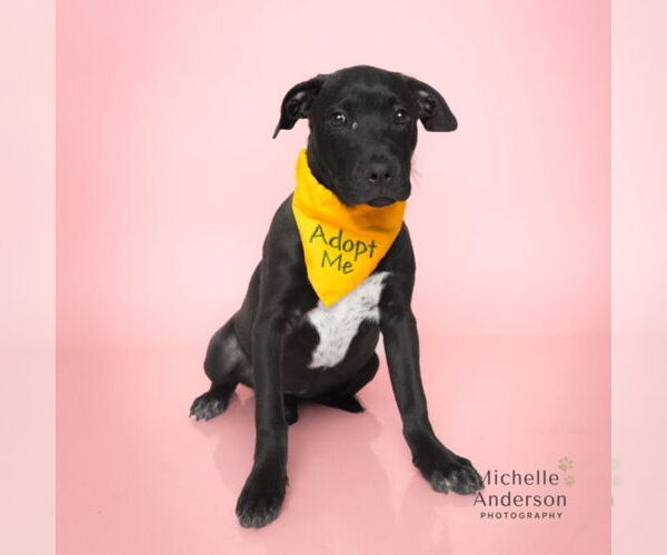 Medium Photo #1 Labrador Retriever-Unknown Mix Puppy For Sale in Corona, CA, USA