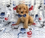 Small #2 Cavapoo (Miniature)