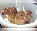 Small Photo #1 Golden Retriever Puppy For Sale in LOS ANGELES, CA, USA