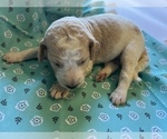 Small Photo #6 Goldendoodle-Poodle (Standard) Mix Puppy For Sale in GREENVILLE, SC, USA