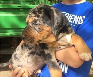 Catahoula Leopard Dog Puppy for sale in TRYON, NC, USA