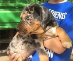 Small Photo #1 Catahoula Leopard Dog Puppy For Sale in TRYON, NC, USA