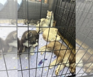 Siberian Husky Litter for sale in BUSHKILL, PA, USA