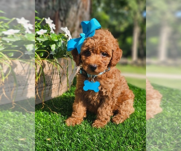 Medium Photo #6 Goldendoodle-Poodle (Toy) Mix Puppy For Sale in INDIANAPOLIS, IN, USA