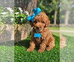 Small #5 Goldendoodle-Poodle (Toy) Mix