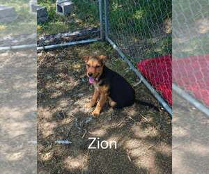 German Shepherd Dog Dogs for adoption in MIDWAY, UT, USA