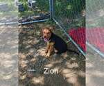 Small German Shepherd Dog