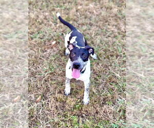 Pointer-Unknown Mix Dogs for adoption in Boston, MA, USA