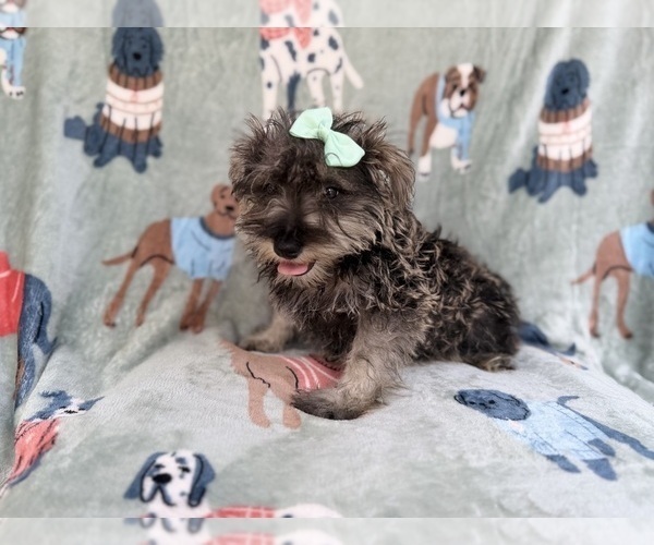Medium Photo #2 Schnauzer (Miniature) Puppy For Sale in LAKELAND, FL, USA