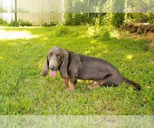 Father of the Basset Hound puppies born on 12/04/2020