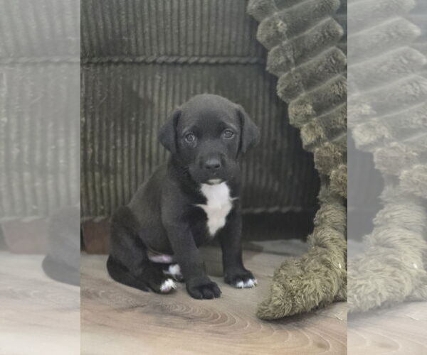 Medium Photo #4 Labrador Retriever-Unknown Mix Puppy For Sale in The Woodlands, TX, USA