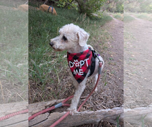 Medium Photo #3 Poodle (Miniature)-Unknown Mix Puppy For Sale in Aurora, CO, USA