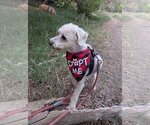 Small #2 Poodle (Miniature) Mix