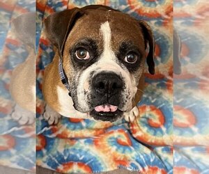 Boxer Dogs for adoption in Chandler, AZ, USA