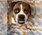 Small Photo #1 Boxer Puppy For Sale in Chandler, AZ, USA
