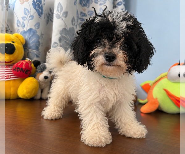 Medium Photo #20 Bichpoo Puppy For Sale in DURHAM, CT, USA