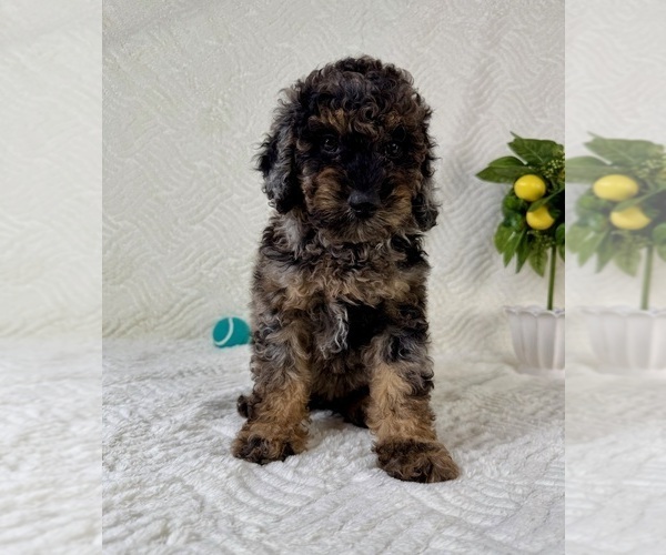 Medium Photo #3 Cock-A-Poo Puppy For Sale in GREENFIELD, IN, USA