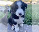 Puppy Miss V Australian Shepherd