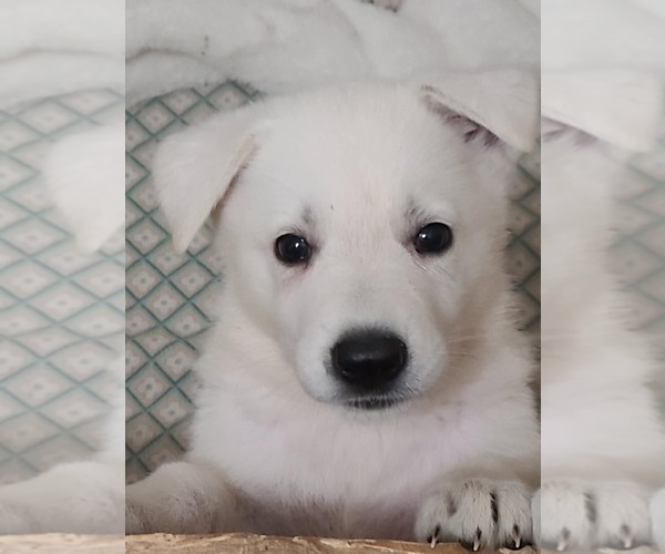 Medium Photo #6 German Shepherd Dog Puppy For Sale in CECILIA, KY, USA
