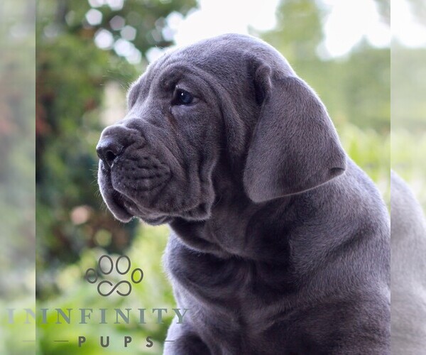 Medium Photo #2 Cane Corso Puppy For Sale in LANCASTER, PA, USA