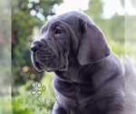 Small #1 Cane Corso