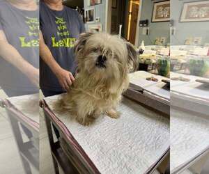 Shih Tzu Dogs for adoption in Benton, LA, USA