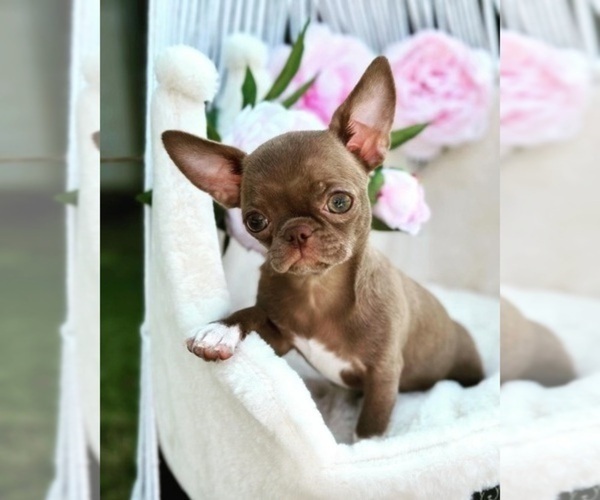 Medium Photo #1 Chihuahua Puppy For Sale in LOS ANGELES, CA, USA