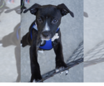 Caroline - Brynns litter - Female American Staffordshire Terrier-Unknown Mix Dog for Adoption - Small photo