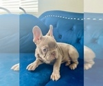 Small Photo #24 French Bulldog Puppy For Sale in CARLSBAD, CA, USA