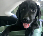 Small Photo #4 Labrador Retriever Puppy For Sale in GERMANTOWN, IL, USA
