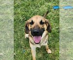 Small Photo #2 Beagle-German Shepherd Dog Mix Puppy For Sale in Winston Salem, NC, USA