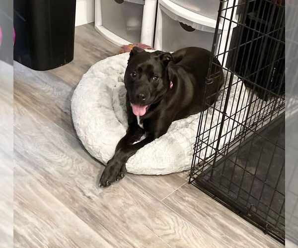 Medium Photo #29 American Pit Bull Terrier-Labrador Retriever Mix Puppy For Sale in Houston, TX, USA