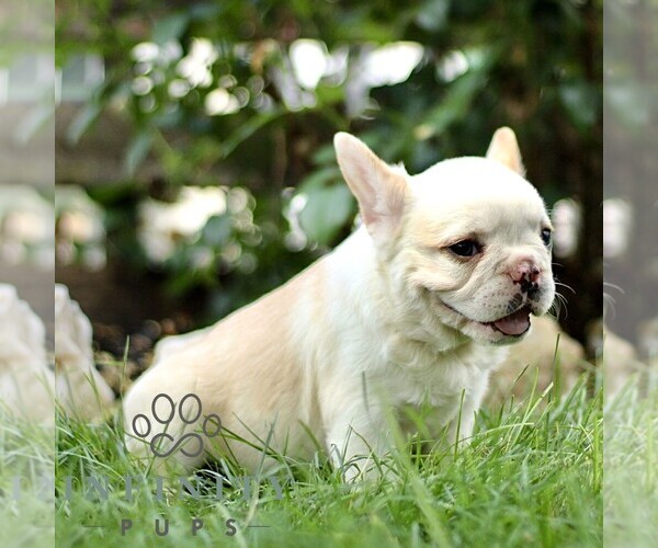 Medium Photo #4 French Bulldog Puppy For Sale in RONKS, PA, USA
