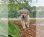Image preview for Ad Listing. Nickname: Litter of 8