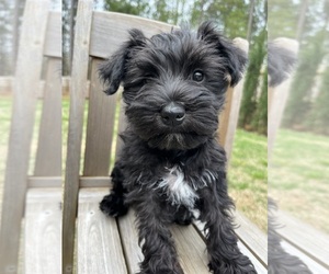 Schnauzer (Miniature) Puppy for sale in MCDONOUGH, GA, USA