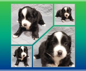 Miniature Australian Shepherd Puppy for sale in LEICESTER, NC, USA