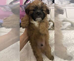 Small Photo #76 Mal-Shi Puppy For Sale in LAKELAND, FL, USA