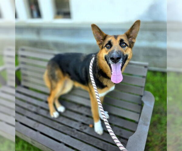 Medium Photo #1 German Shepherd Dog Puppy For Sale in Long Beach, CA, USA