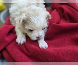 Maltese Puppy for sale in CORNERSVILLE, TN, USA