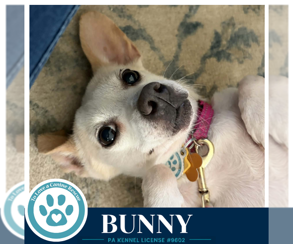 Medium Photo #3 Chihuahua-Unknown Mix Puppy For Sale in Kimberton, PA, USA