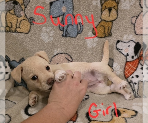 Medium Photo #32 Chizer Puppy For Sale in MONTEZUMA, GA, USA